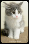 Kitten 3