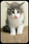 Kitten 3