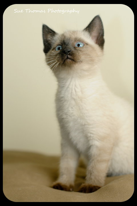 Kitten 8