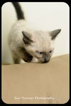 Kitten 8