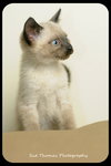 Kitten 8