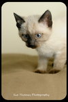 Kitten 8