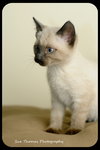 Kitten 8