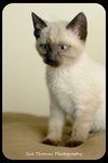 Kitten 8