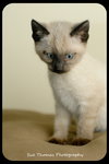 Kitten 8