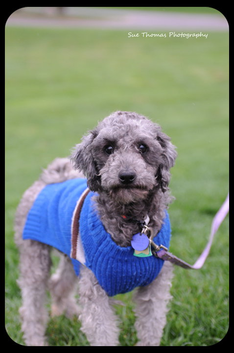 Louie