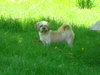 Junior