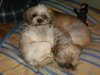 Junior