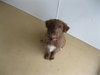 Brownie-Puppy
