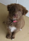 Brownie-Puppy