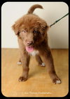 Brownie-Puppy
