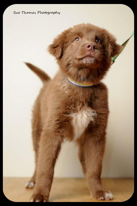 Brownie-Puppy