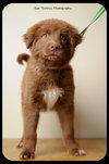 Brownie-Puppy