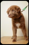 Brownie-Puppy