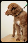 Brownie-Puppy
