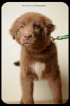 Brownie-Puppy