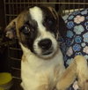 Tommy -Thrown from a car!