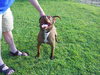 Chesney