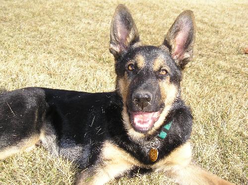 Max