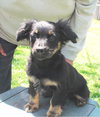 Dewy-Puppy