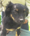 Dewy-Puppy