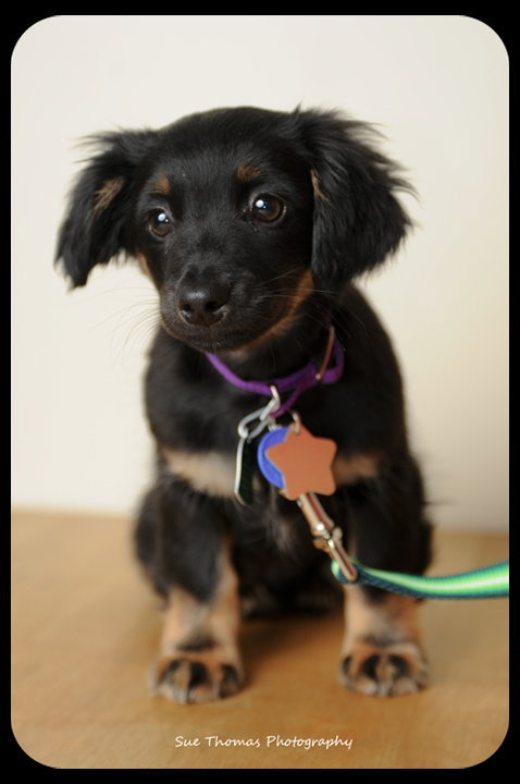 Dewy-Puppy
