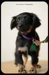 Dewy-Puppy