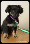 Dewy-Puppy