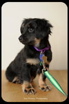 Dewy-Puppy