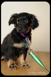 Dewy-Puppy