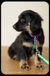 Dewy-Puppy