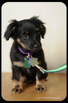 Dewy-Puppy