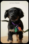 Dewy-Puppy