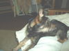 Frankie-Puppy