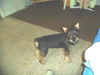 Frankie-Puppy
