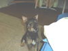 Frankie-Puppy