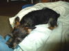 Frankie-Puppy