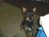 Frankie-Puppy