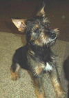 Frankie-Puppy