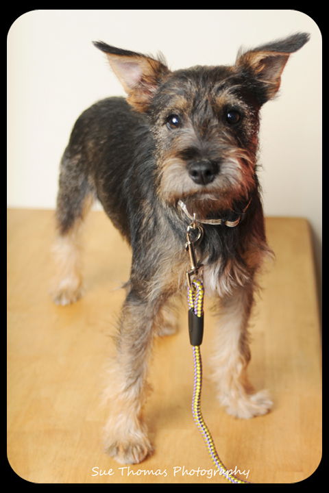 Frankie-Puppy