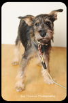 Frankie-Puppy