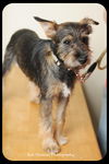 Frankie-Puppy