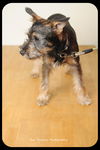 Frankie-Puppy