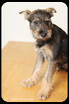 Frankie-Puppy