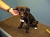 Sox -Puppy