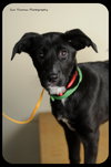 Sox -Puppy