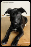 Sox -Puppy