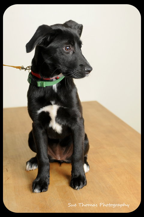 Sox -Puppy