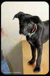 Sox -Puppy