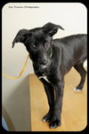 Sox -Puppy